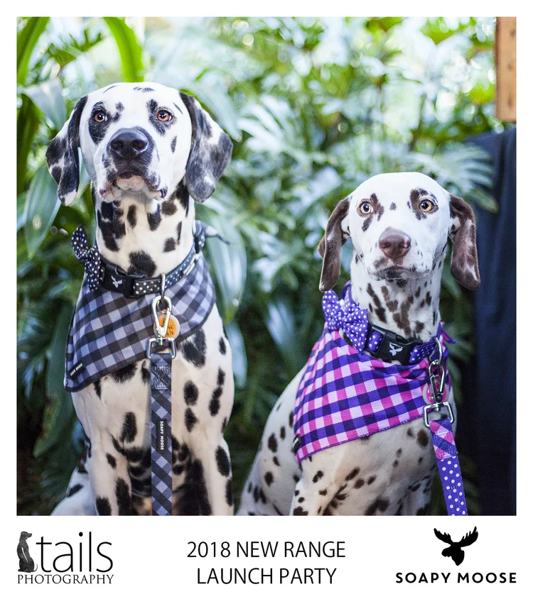 Purple and White Polka Dots Collar and Bow Tie — SOAPY MOOSE