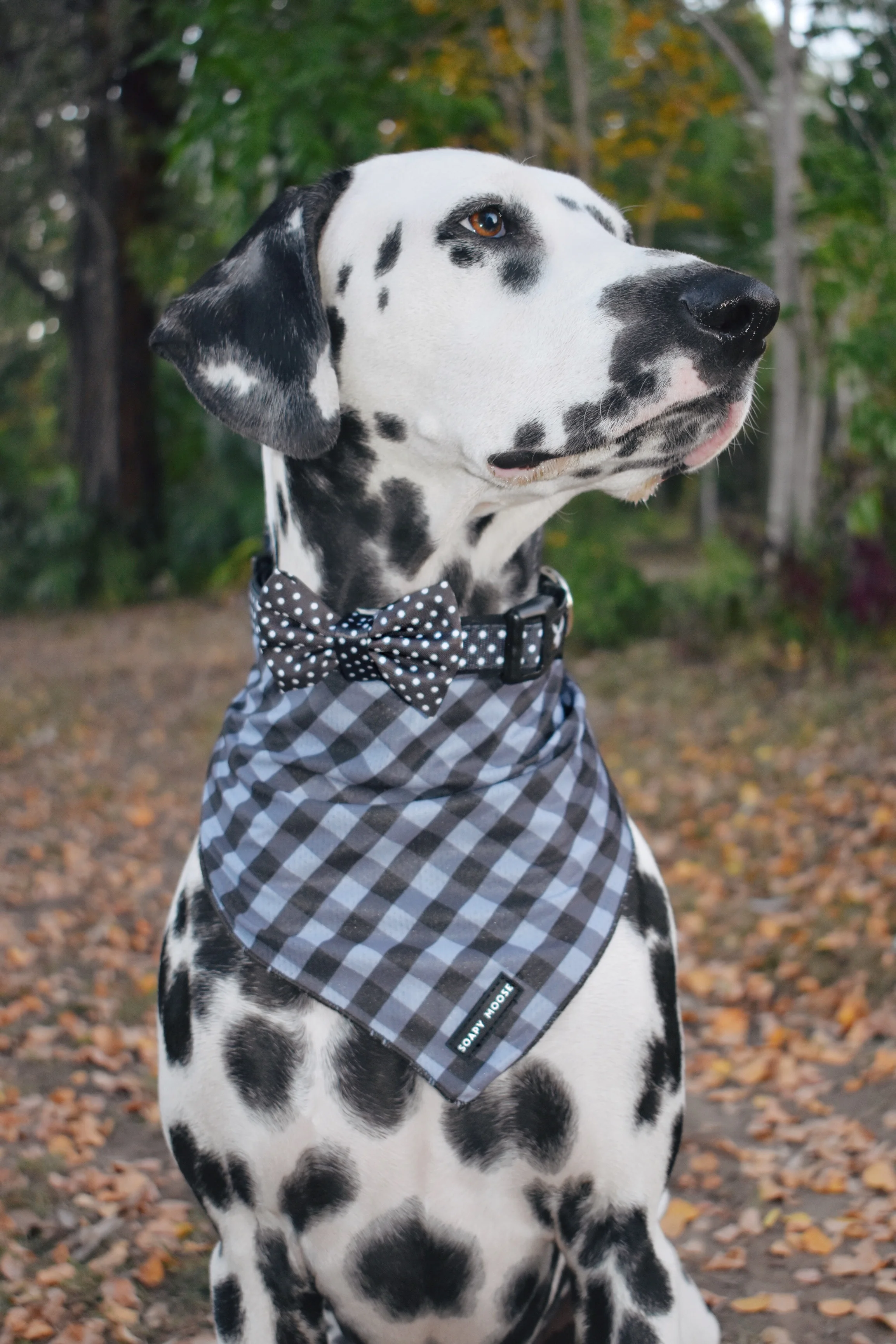 Black and White Polka Dots Collar & Bow Tie