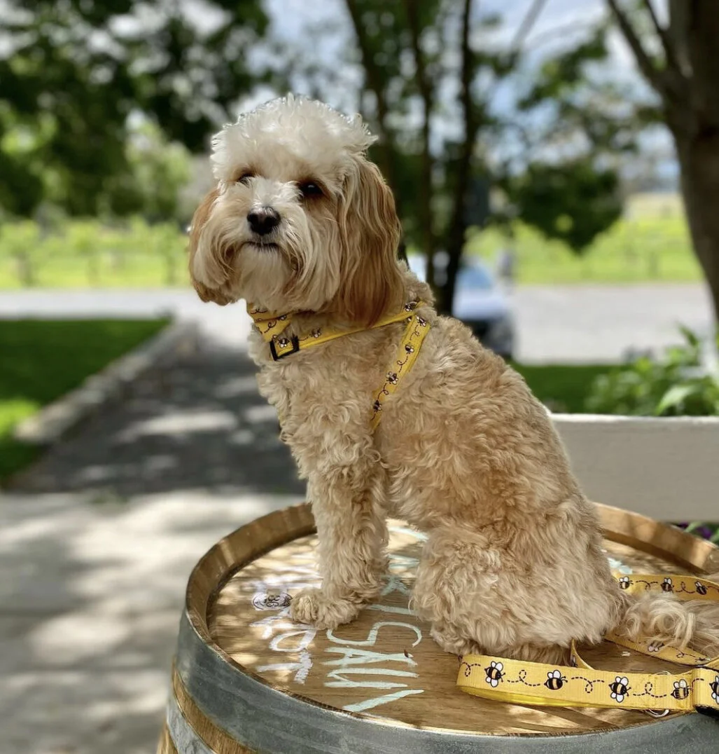 4E439FBA-140A-433B-A309-37C6FBA0594C