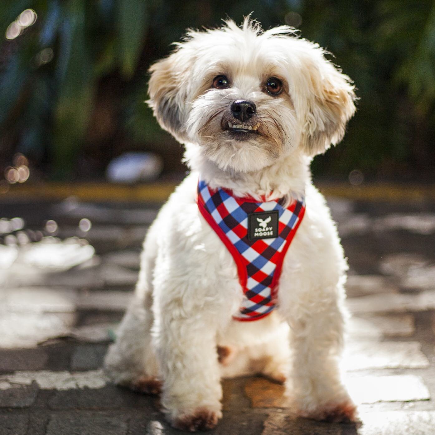 Yep. Still handsome ✨ Biscuit wears the size Small harness like a superstar.