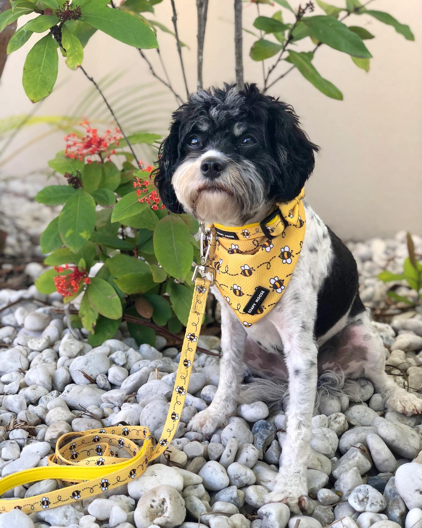 When a bee is in your hand, what&rsquo;s in your eye? Beauty. Because beauty is in the eye of the bee-holder. 💛🐝 Beautiful @indiethecavoodle is the perfect example 🙊