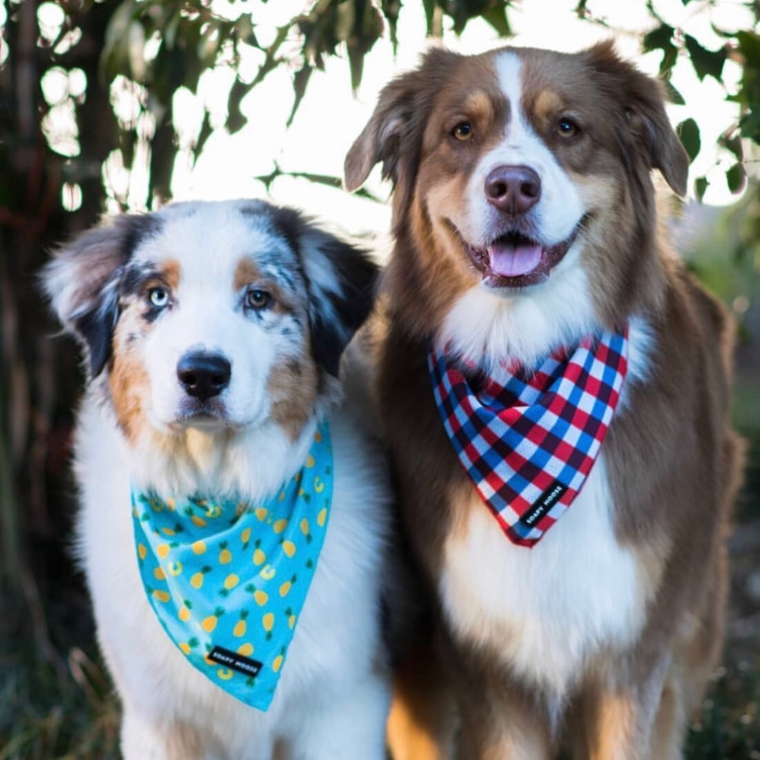 A good friend might know your wild stories but your best friend was right there with you 💗🐕 How beautiful are these two!