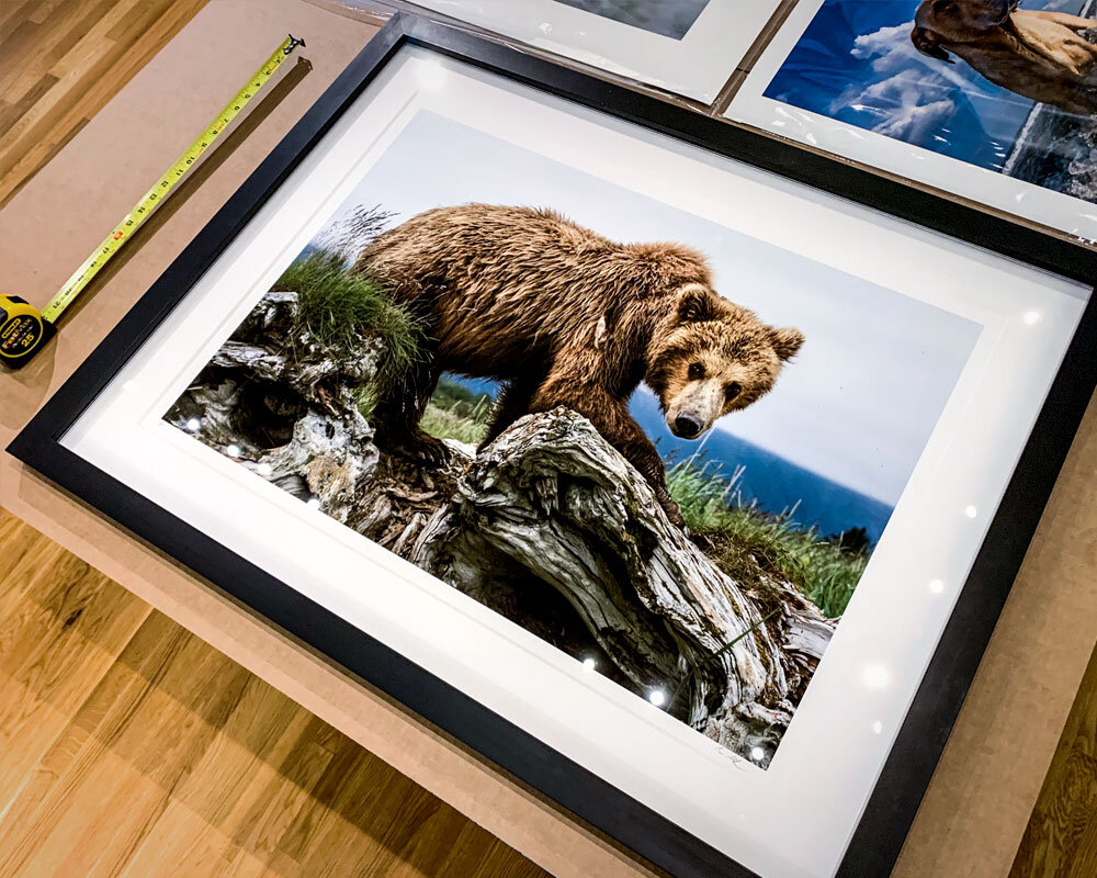  bear in wilderness framed 