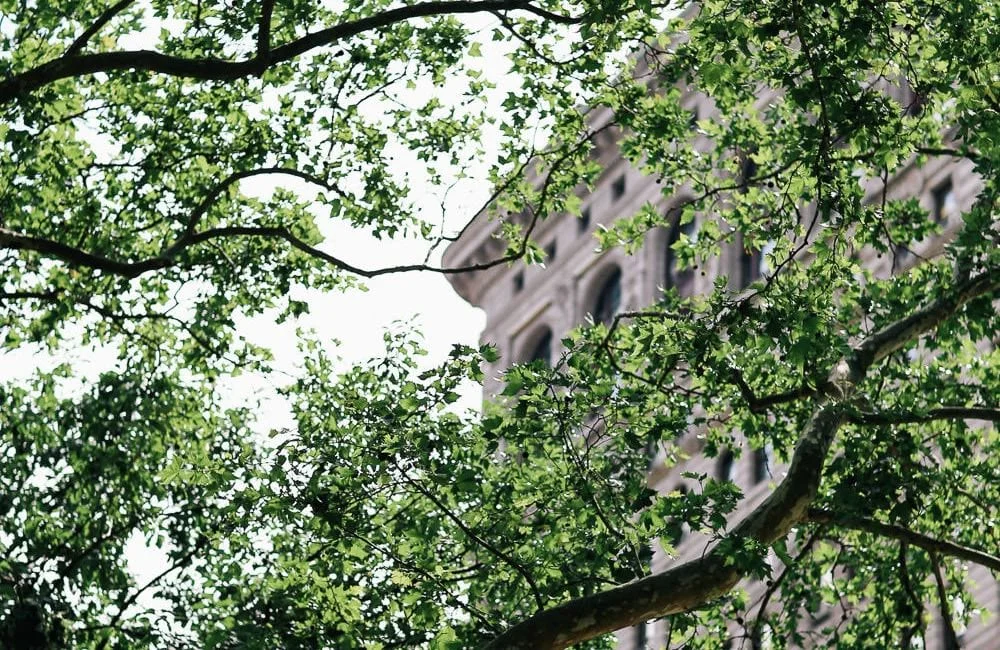 trees.moz.jpg