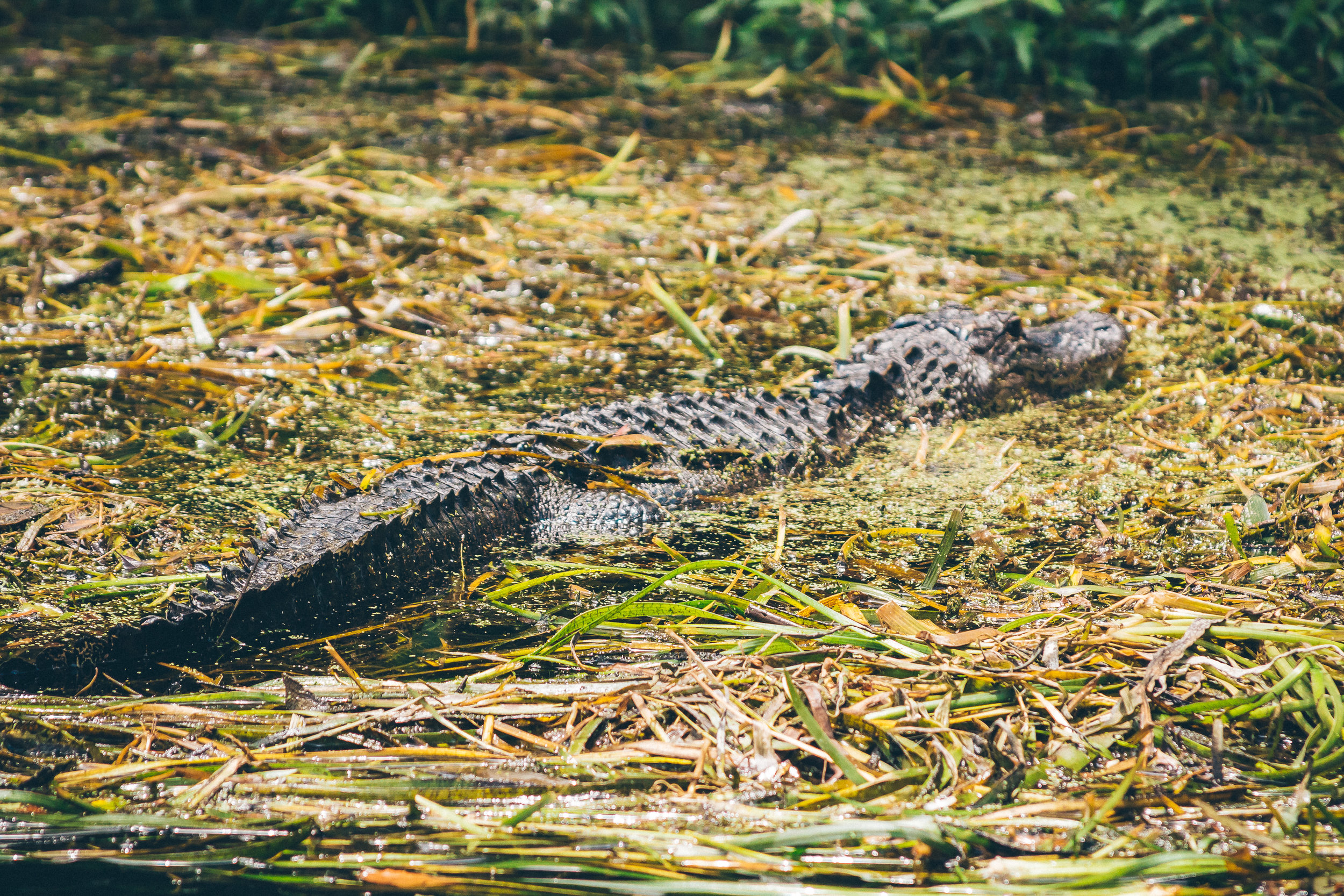Alligator at Wakulla Springs