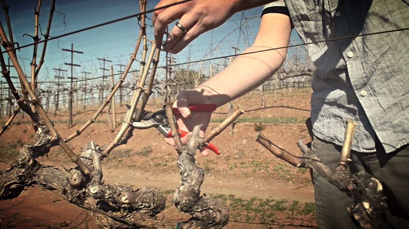 Pruning the vines in January