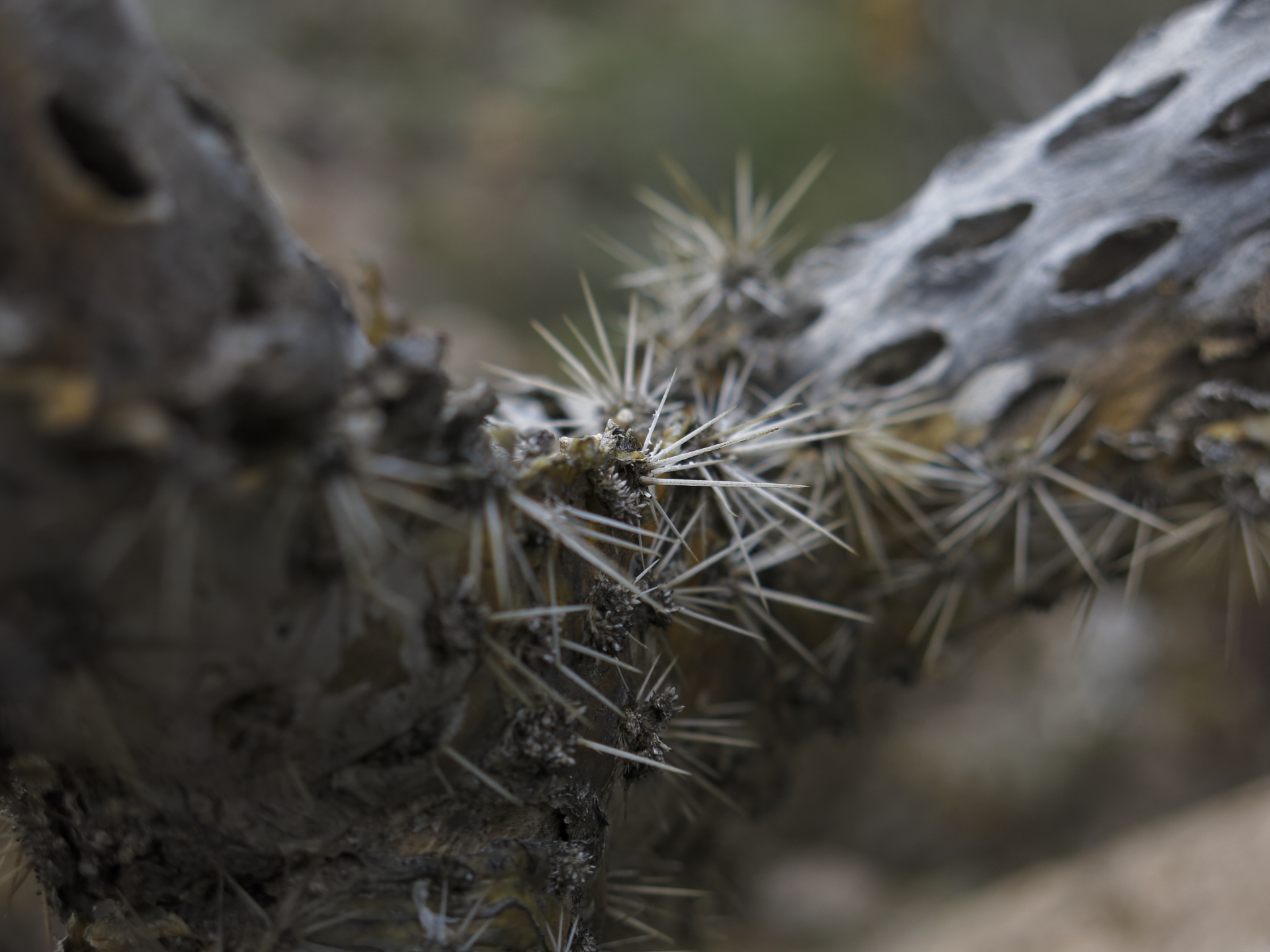 Introduced species - fascinating forms Between rainstorms our project proceeded as a series of walks - exploring the surroundings, reading about the history of the area and talking to the locals. A group of diligent walking-track builders also turned out to be very enthusiastic cactus hunters - this introduced species above is apparently a local scourge. They carefully inspected our photographs to check if the plants were already poisoned or if they would need to go hunt them down.