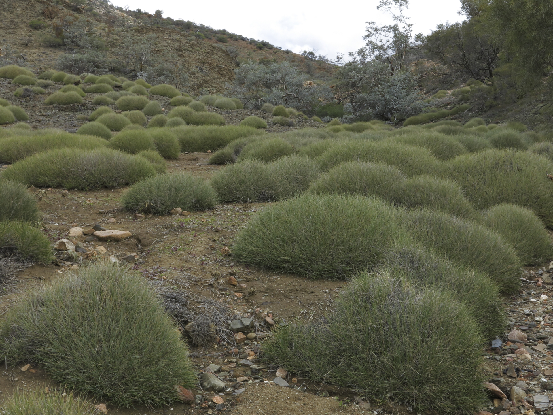 These grasses look like soft cushiony resting places, but are in fact are needle-sharp - and quite painful to brush against.