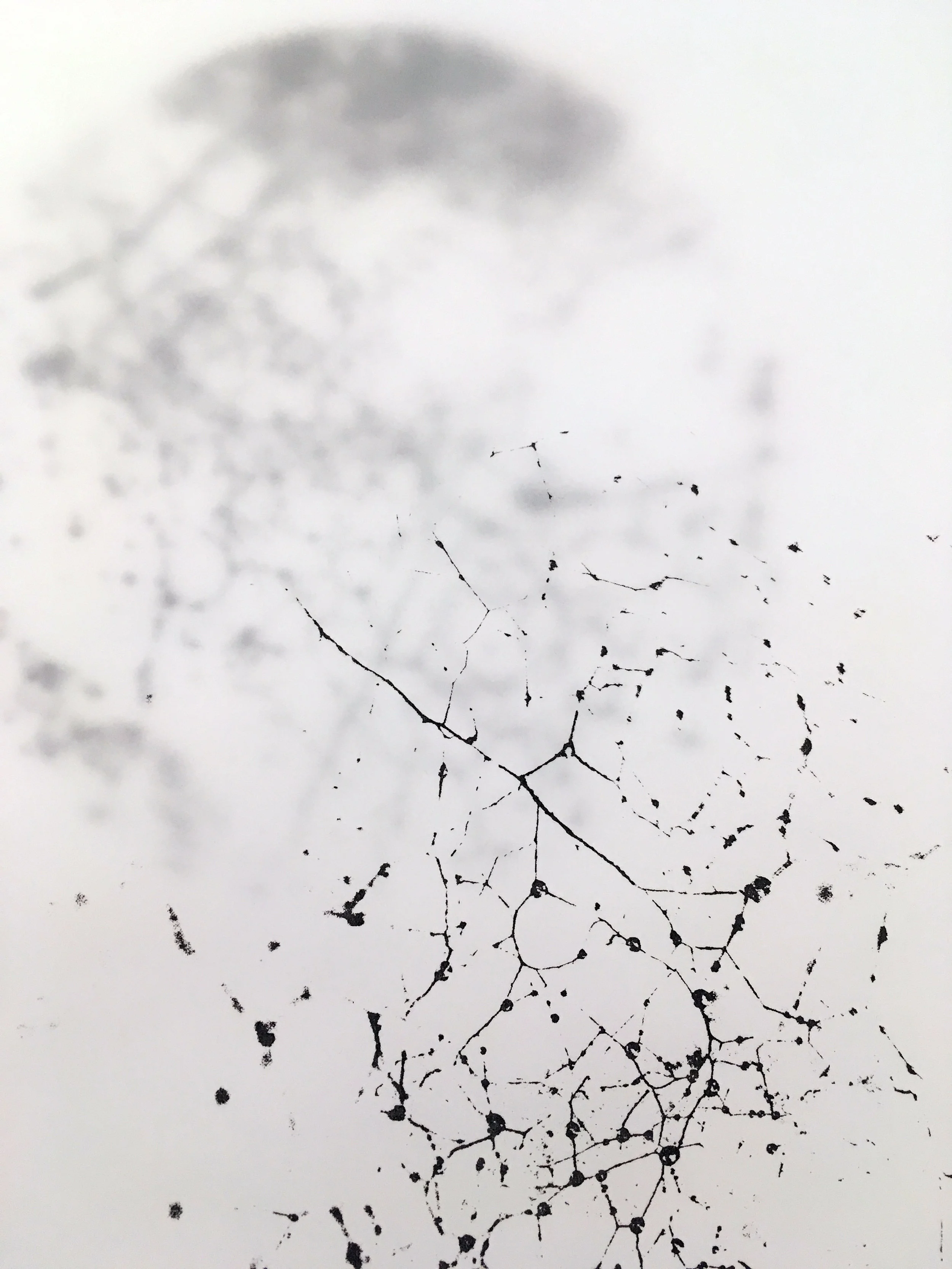  Ellis Hutch, 2016, detail, screenprint on tracing paper 