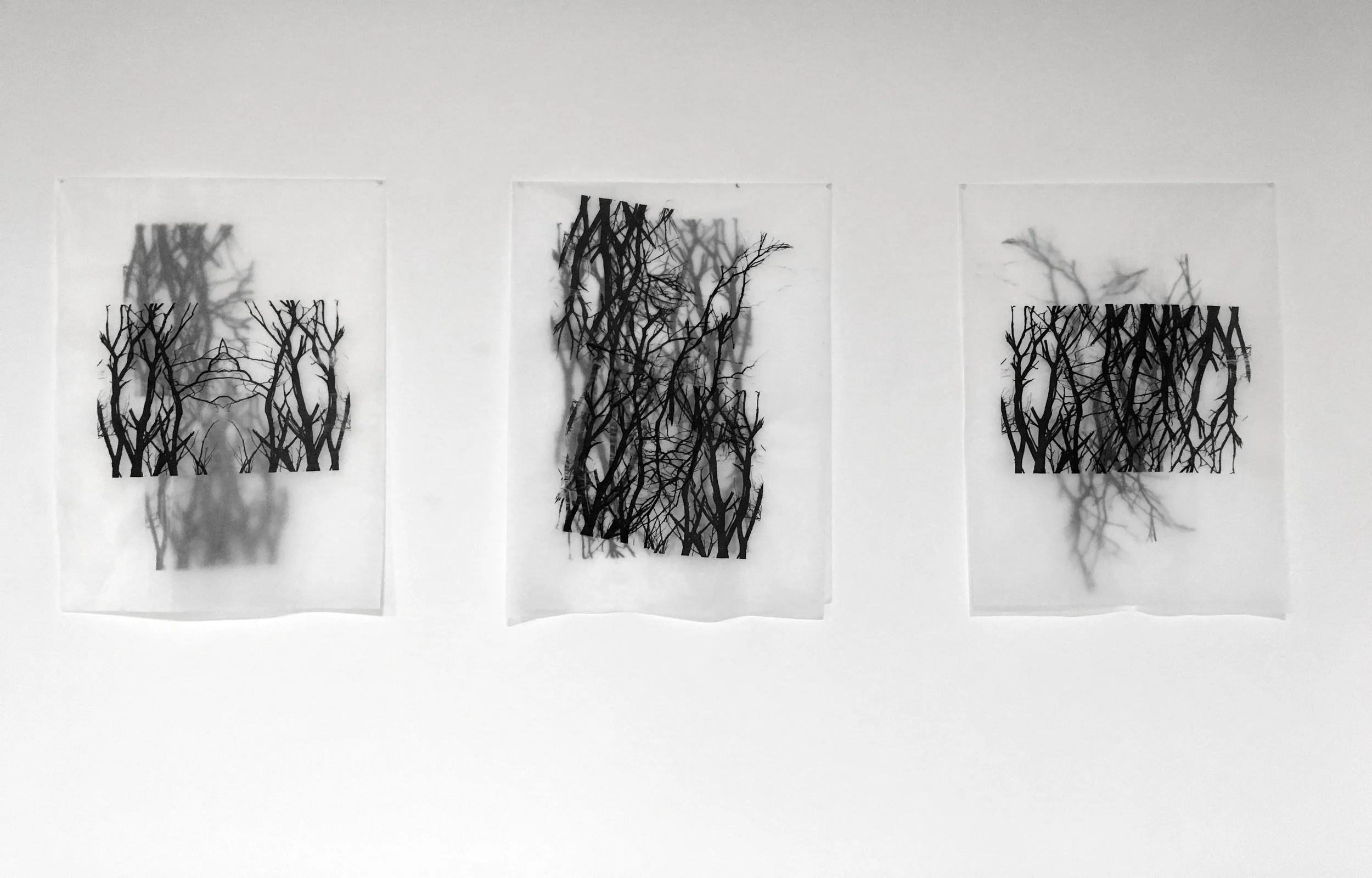   Branches series,  2016, screenprints on tissue paper 
