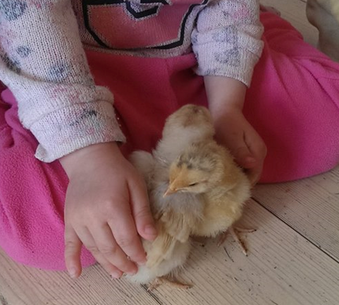 Ny-klekkede kyllinger i barnehagen det er kos det! de er så myke og deilige.