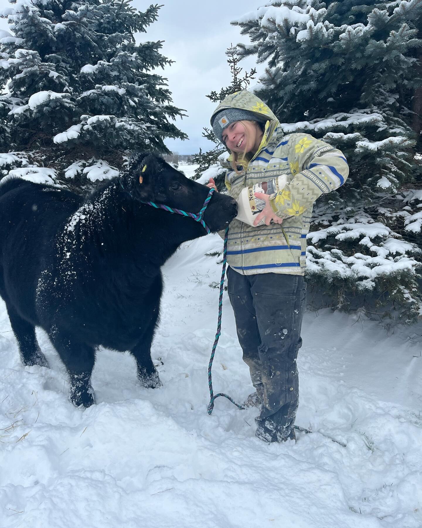 Our cows are easily distracted by Gabel&rsquo;s Maple Syrup 🍁🐮
#onlythebest #beef #yummy #maplesyrup🍁 #farmersofamerica #localbeef #cow #snow