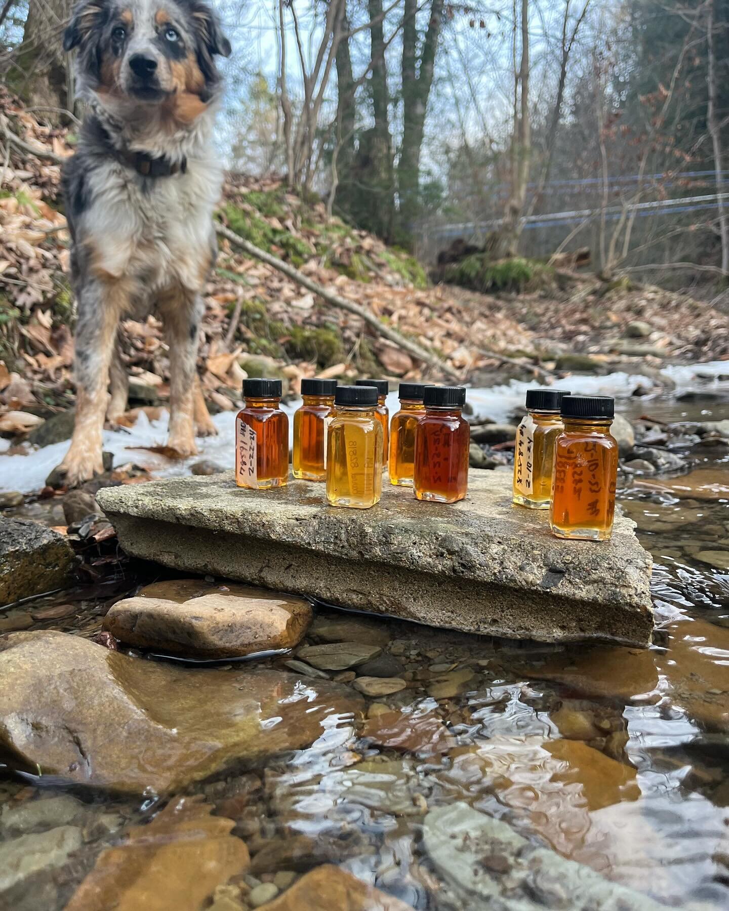 🍁🍁🍁 #mapleleafs #springtime #wnyscenery #syrup #local #favoritetimeofyear #sugarshack