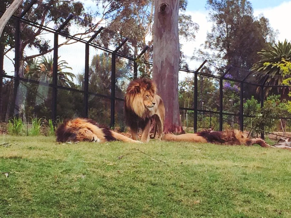 Enter the Lion Gorge at the Melbourne Zoo