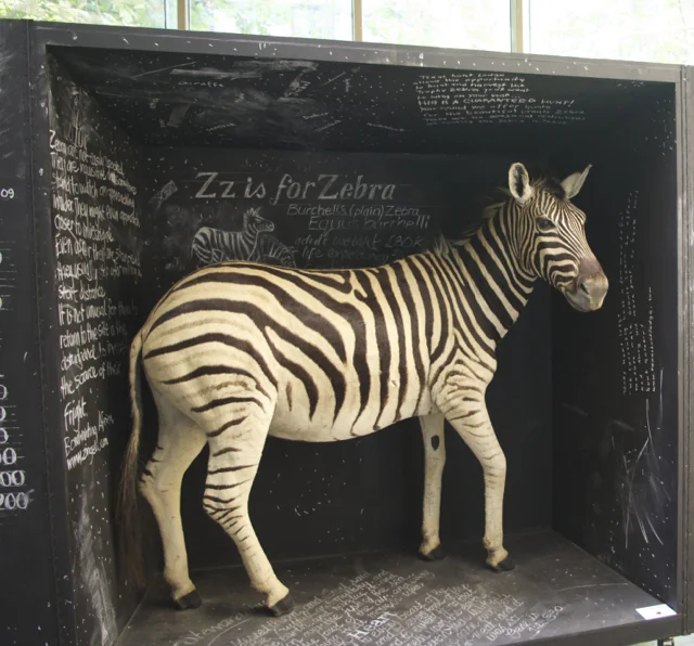 Wunderkammer - “The cabinet of wonders”  