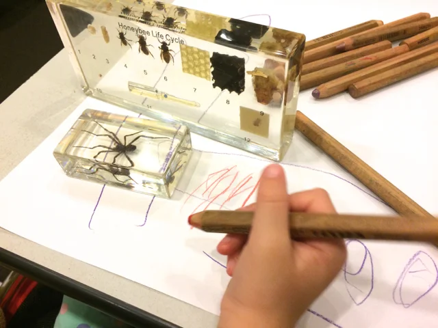 Melbourne Museum Backyard Spiders School Holiday Program