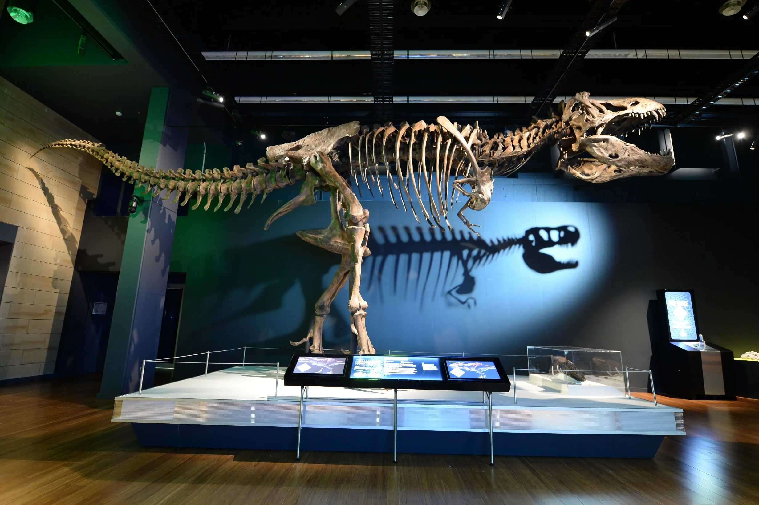 'Tyrannosaurs – Meet the Family' at Scienceworks