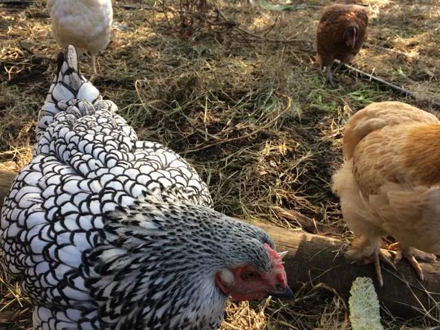 CERES Community Environment Park 