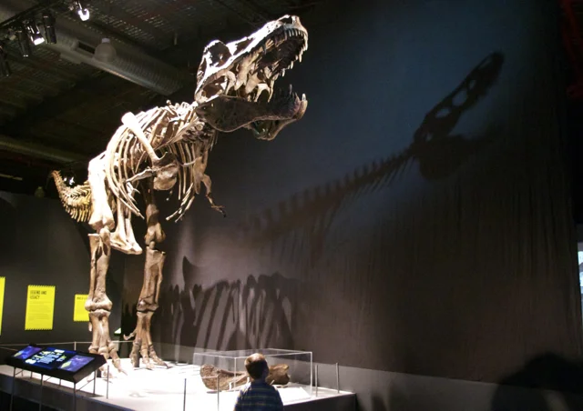  'Tyrannosaurs - Meet the Family' at Scienceworks - Preview