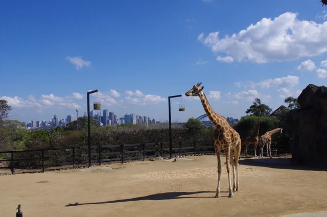 Sydney Taronga Zoo