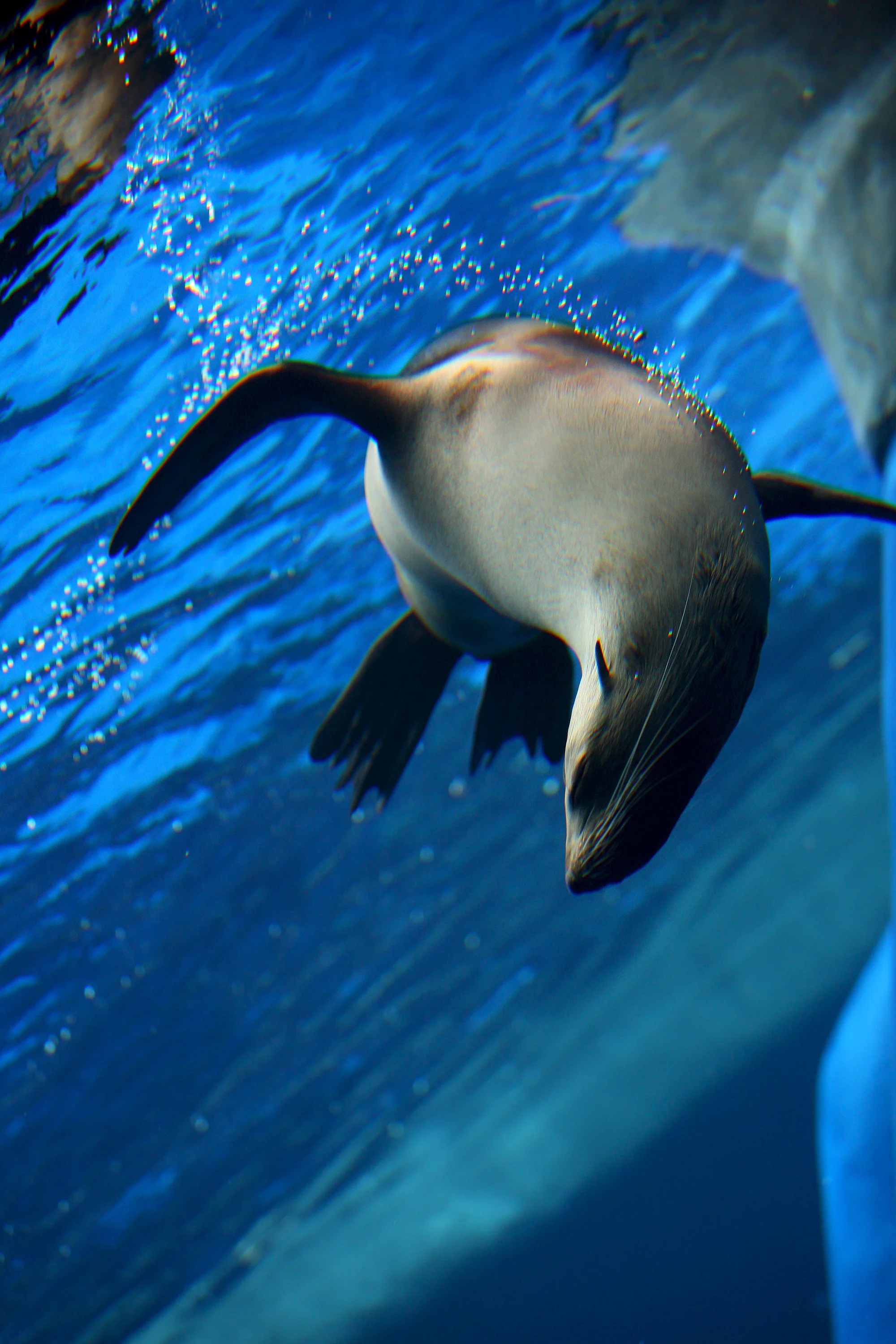 Zoos Victoria Summer School Holidays