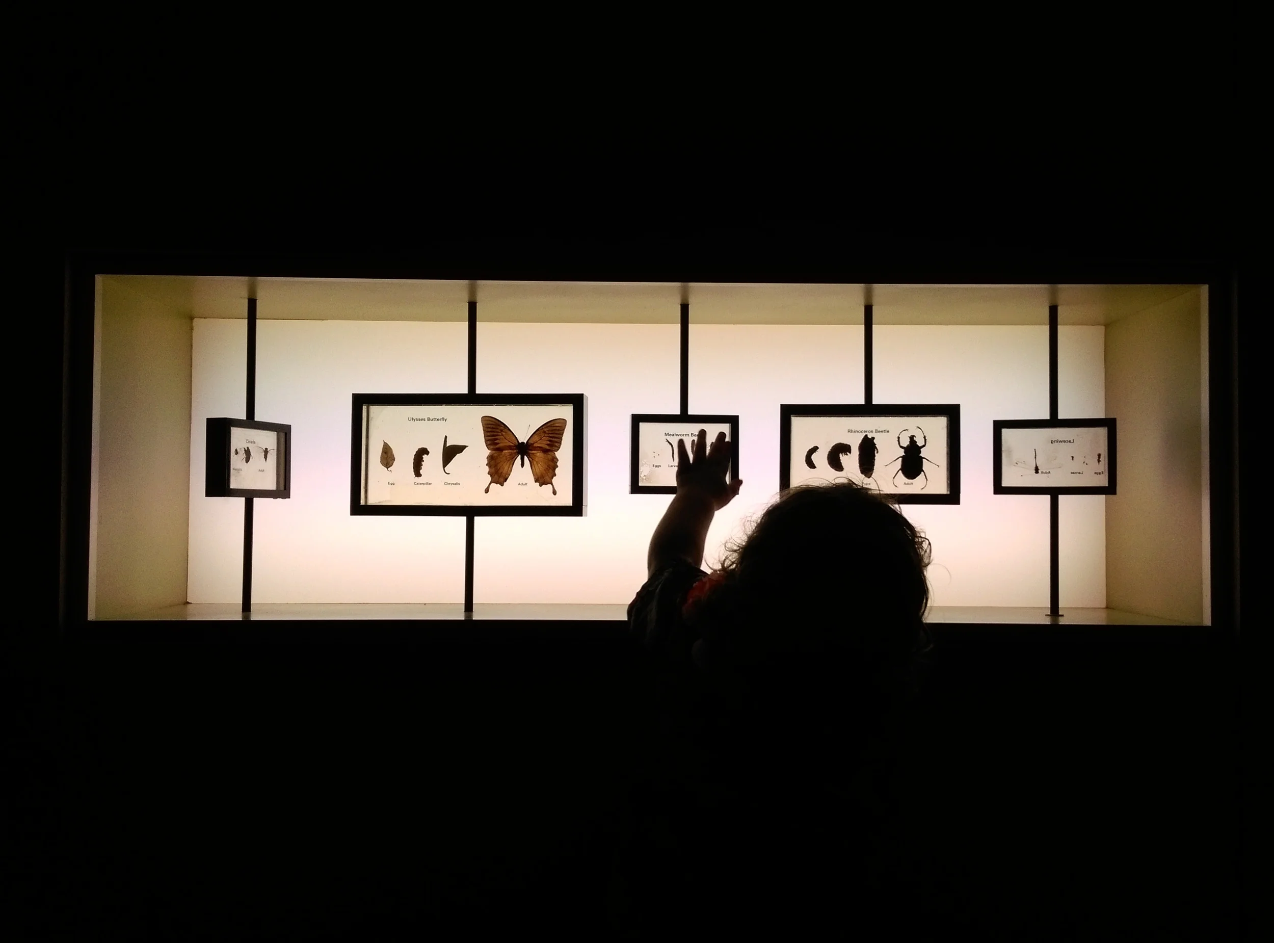 melbournemuseum02.jpg