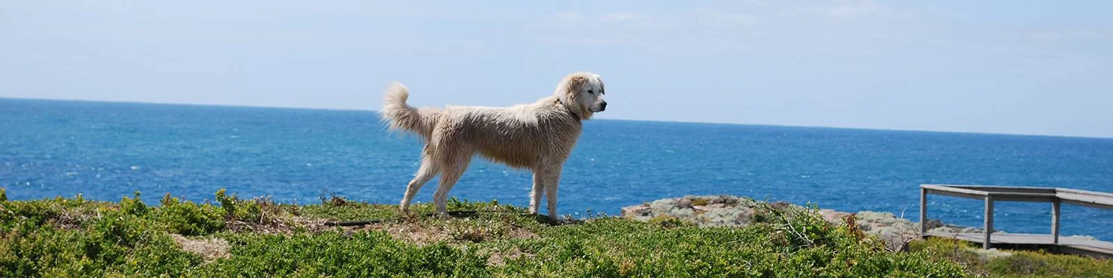 One of the two Maremma Guardian dogs spend five days per week on Middle Island during the breeding season