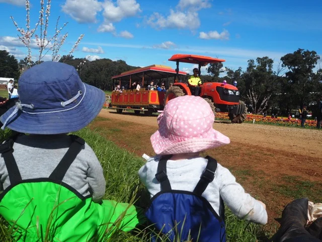 tesselaartulipfestival2016.jpg