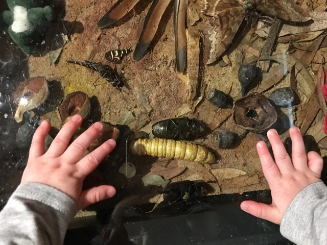 australianmuseum13.jpg