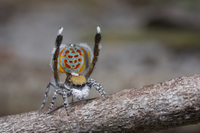 Jumping spiders - The Australian Museum