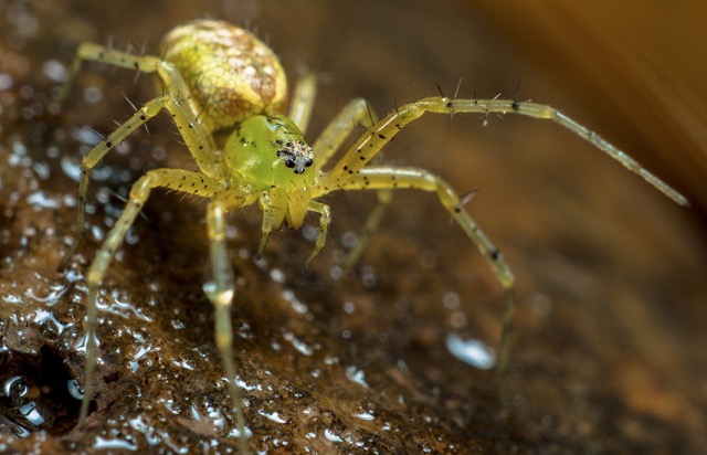 What do spiders look like? - The Australian Museum