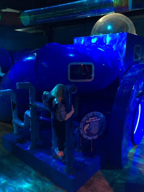 findingdorysealifemelbourneaquarium03.jpg