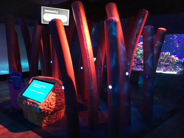 findingdorysealifemelbourneaquarium05.jpg