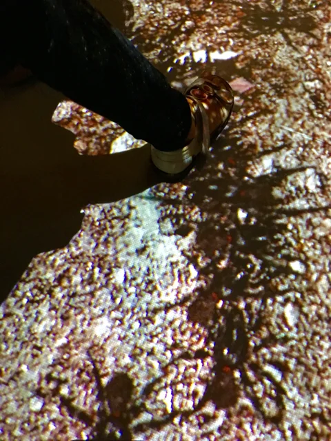 australianmuseumspiders02.jpg