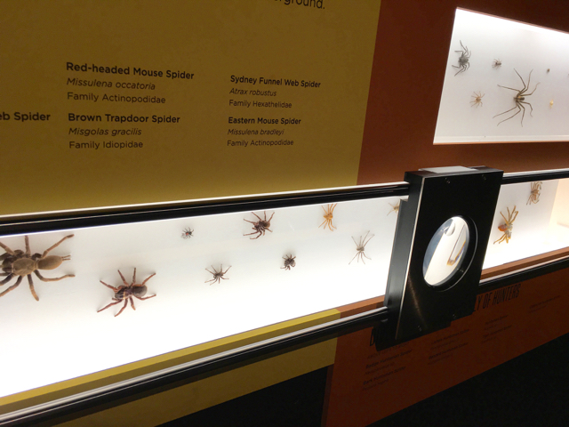 What do spiders look like? - The Australian Museum