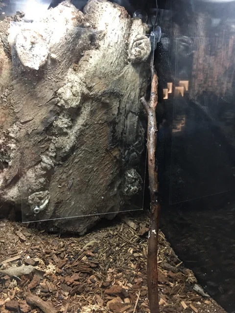 australianmuseumspiders06.jpg