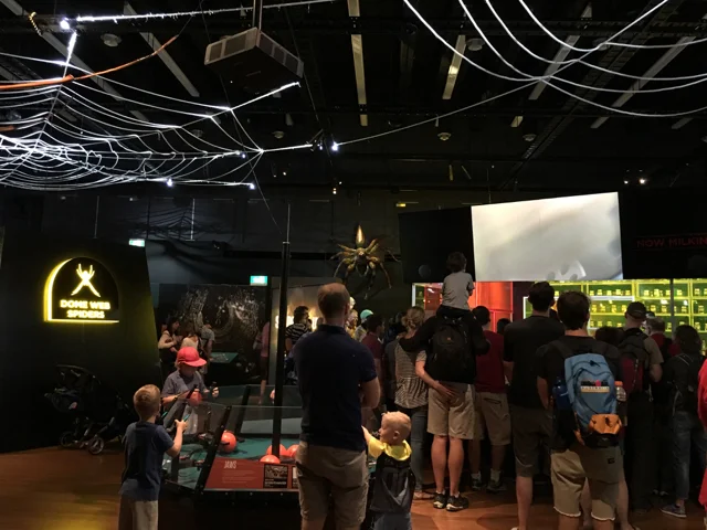 australianmuseumspiders08.jpg