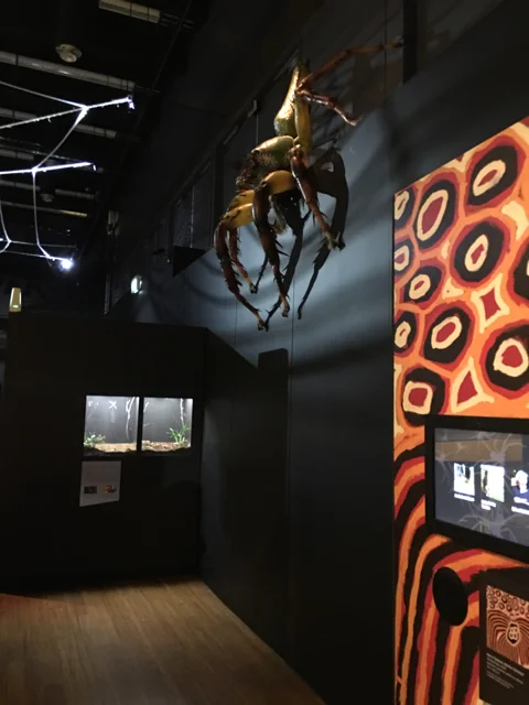 australianmuseumspiders14.jpg