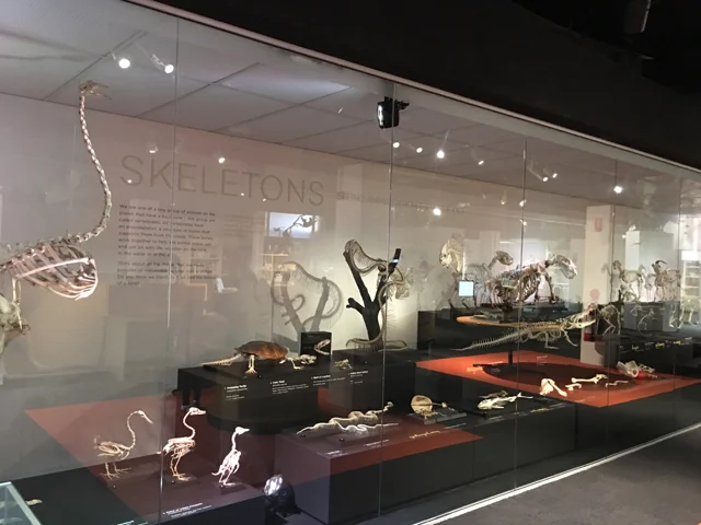 australianmuseum03.jpg