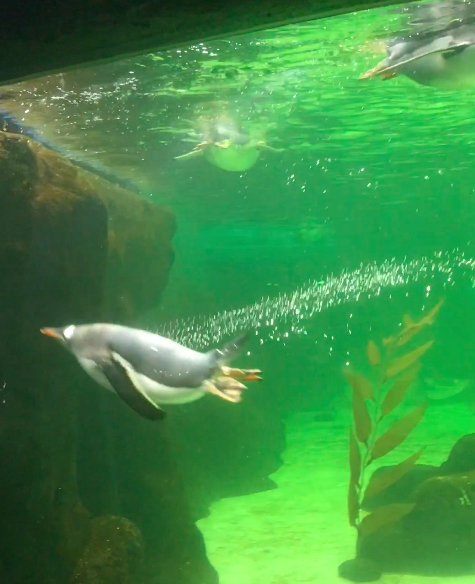 sealifesydneyaquarium02.jpg