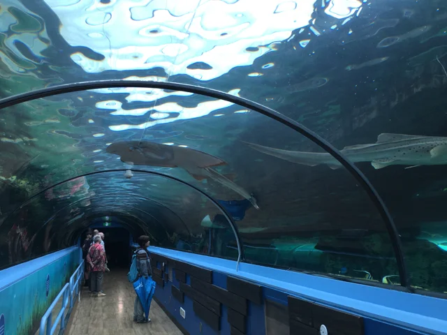sealifesydneyaquarium09.jpg