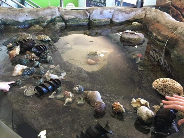 manlyaquarium03.jpg