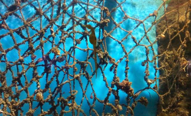 manlyaquarium05.jpg