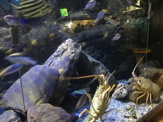 manlyaquarium12.jpg