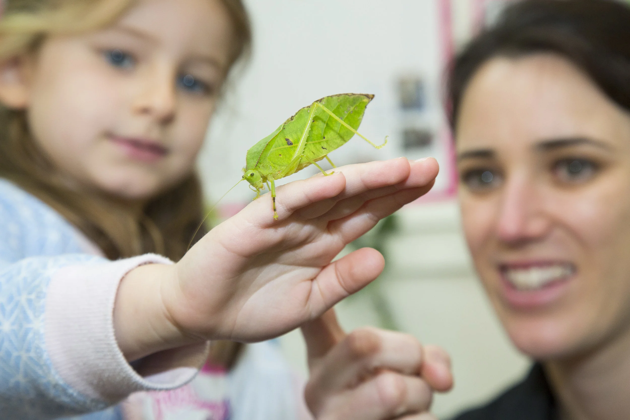 Little Kids Day In - Creepy Crawlies at Scienceworks. Photo credit: Museums Victoria
