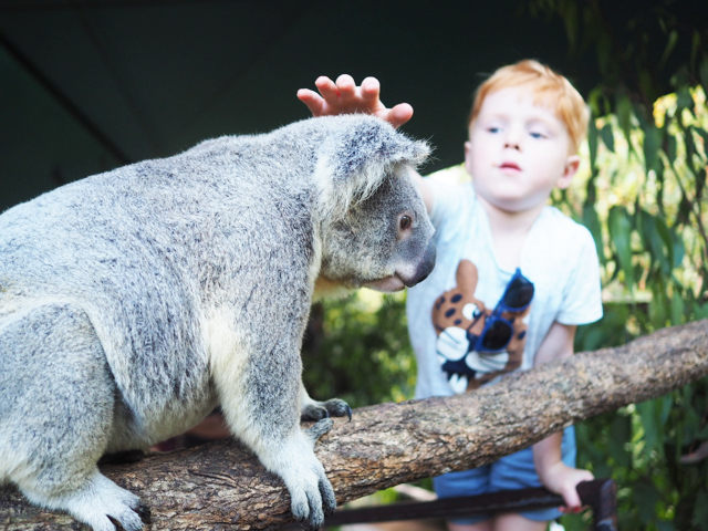 Australia Zoo - Beerwah - Queensland - Review - Busy City Kids Blog
