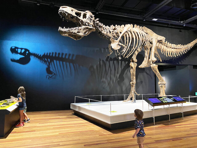 Dinosaur - Tyrannosaurus rex - The Australian Museum