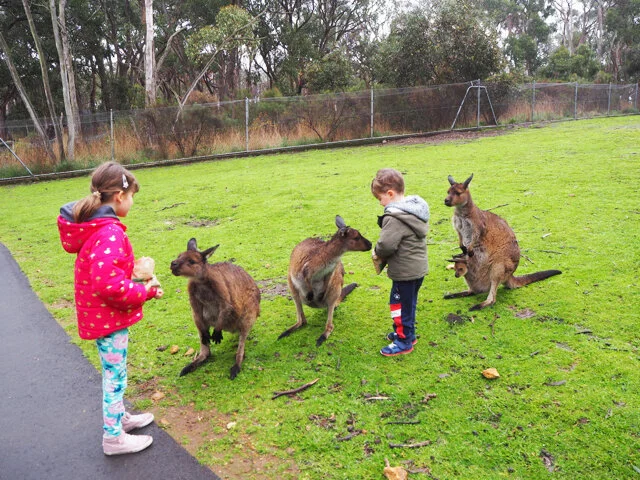 Cleland Wildlife Park - Adelaide - Review