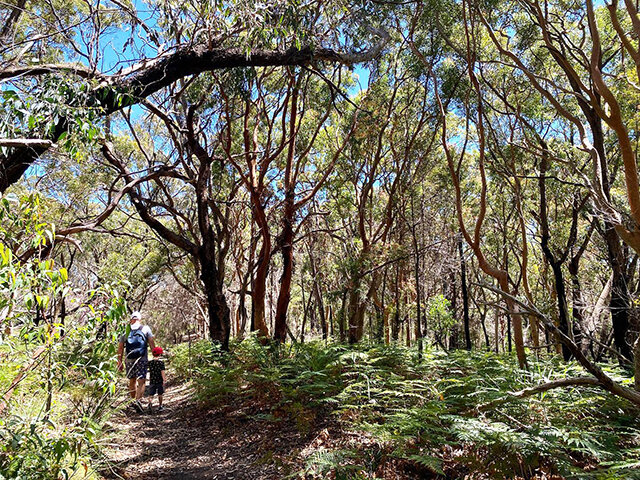 North Balgowlah start of the walk - Photo Credit: @busycitykids