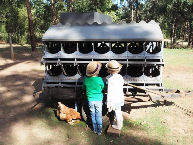 Green Olive at Red Hill